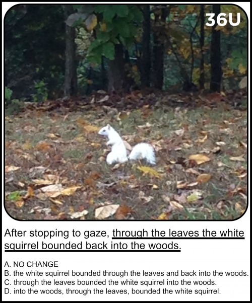 whitesquirrel11.4.15final