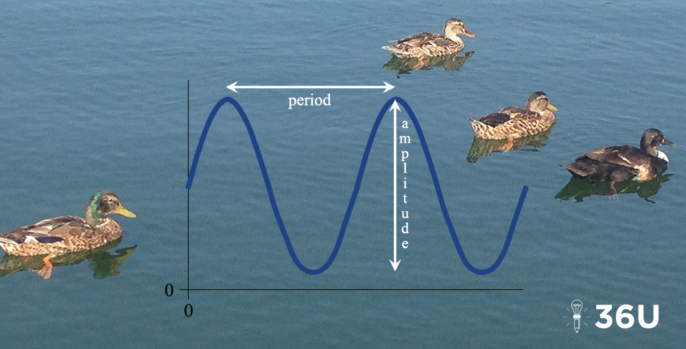 Trig Function Graph with Period and Amplitude with Ducks on Water